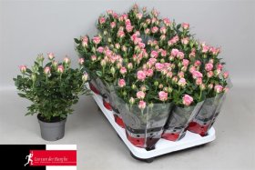 Kambarinis augalas, roželė "Carousel Kord", vazonėlio skersmuo 11 cm.