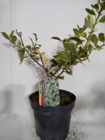 Dekoratyvinis krūmas, bugienis dygialapis "Silver Queen", vazonas 2 l.