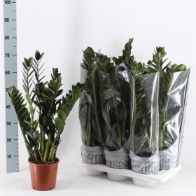 Kambarinis augalas, zamija "Super Nova", vazonėlio skersmuo 17 cm.