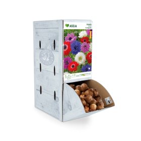 Darželinės plukės svogūnėlis ASEJA St. Brigid Mix, 1 vnt., 7/9, Rackbox, 14677, (P)