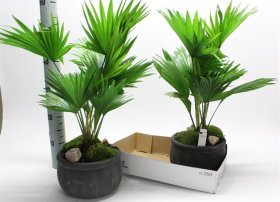 Kambarinis augalas, palmės kompozicija, vazonėlio skersmuo 20 cm.