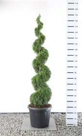 Spygliuotis, tuja vakarinė "Smaragd", spiralės formos, aukštis 150-175 cm., vazonas 35 l.