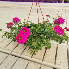 Vienmetė gėlė, Verbena, pakabinamame vazonėlyje, vazonėlio skersmuo 15 cm.