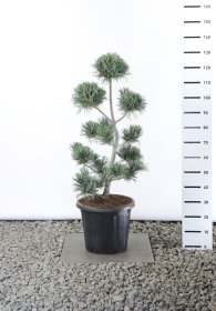 Spygliuotis, pušis smulkiažiedė "Glauca", aukštis 80-100 cm., vazonas 25 l.