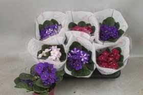 Kambarinis augalas, sanpaulija, vazonėlio skersmuo 12 cm.