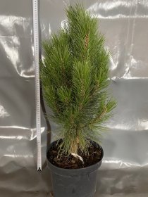 Spygliuotis, juodoji pušis "Kleiner Turm", vazonėlio skersmuo 27 cm.