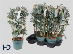 Kambarinis augalas, eukaliptas "Cinarea", vazonėlio skersmuo 17 cm.