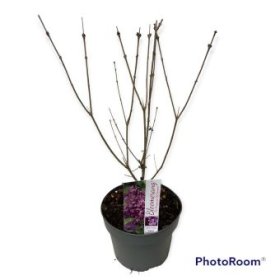 Dekoratyvinis krūmas, alyva "Dark Purple", vazonėlio skersmuo 19 cm.