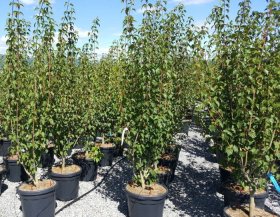 Dekoratyvinis medis, klevas margažievis, aukštis 150-175 cm., vazonas 35 l.