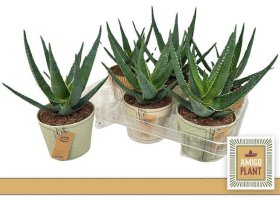 Kambarinis augalas, alavijas "Safari Riana", vazonėlio skersmuo 13 cm.