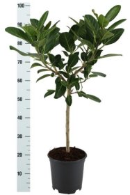 Kambarinis augalas, fikusas "Audrey", vazonėlio skersmuo 21 cm.