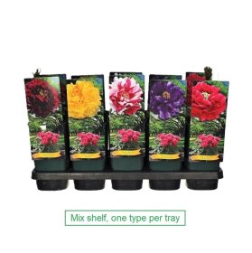 Daugiametė gėlė, krūminis bijūnas, medėjantis, įvairūs, vazonėlio skersmuo 17 cm.