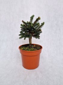 Spygliuotis, eglė paprastoji "Kamon", vazonėlio skersmuo 19 cm.