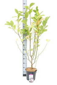 Dekoratyvinis medis, magnolija japoninė, aukštis 100-120 cm., vazonas 6,5 l.
