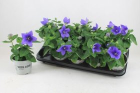 Daugiametė gėlė, plačiavarpis stambiažiedis, žydras/rožinis, vazonėlio skersmuo 12 cm.