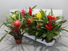 Kambarinis augalas, bromelija, vazonėlio skersmuo 10 cm.