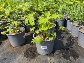 Daugiametė gėlė, gaurė Pševalskio, vazonėlio skersmuo 19 cm.