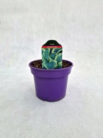 Daugiametė gėlė, melsvė "American Halo", vazonas 1,5 l.