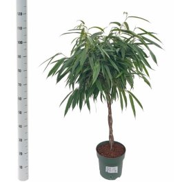 Kambarinis augalas, fikusas "Bin Alii", vazonėlio skersmuo 12 cm.