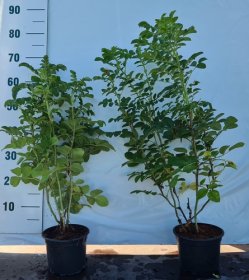 Daugiametė gėlė, erškėtis raukšlėtalapis, vazonėlio skersmuo 17 cm.