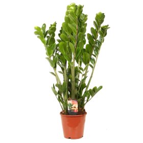 Kambarinis augalas, zamiokulkas, vazonėlio skersmuo 12 cm.