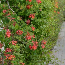 Vijoklinis augalas, sausmedis, įvairios veislės, vazonėlio skersmuo 9 cm.