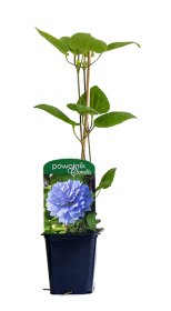 Vijoklinis augalas, pilnavidurė raganė, įvairios veislės, vazonėlio skersmuo 9 cm.