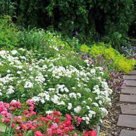 Daugiametis augalas, šliaužianti rožė