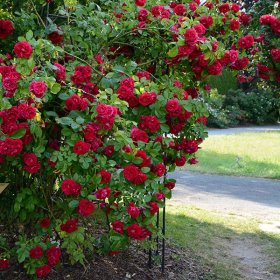 Daugiametis augalas, lipanti rožė, įvairios veislės, vazonėlio skersmuo 9 cm.