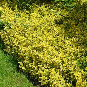 Dekoratyvinis krūmas, ožekšnis, įvairios veislės, vazonėlio skersmuo 9 cm.