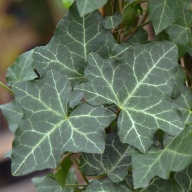 Vijoklinis augalas, gebenė lipikė, vazonėlio talpa 2 l.