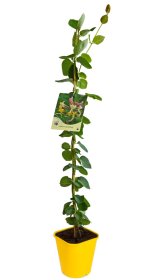 Vijoklinis augalas, sausmedis, įvairios veislės, vazonėlio talpa 2 l.