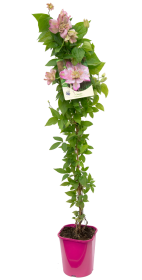 Vijoklinis augalas, pilnavidurė raganė, įvairios veislės, vazonėlio talpa 2 l.