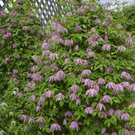 Vijoklinis augalas, ankstyva raganė, įvairios veislės, vazonėlio talpa 2 l.