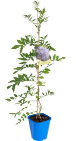 Vijoklinis augalas, visterija, vazonas 2 l.