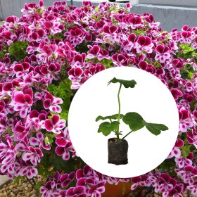 Gėlių daigelis, svyrančios pelargonijos