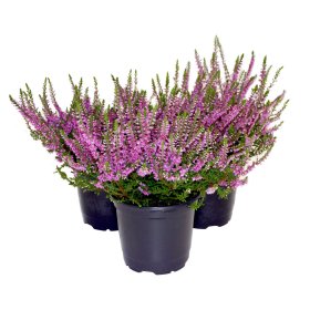 Vienmetė gėlė, viržis, vazonėlio skersmuo 9 cm.