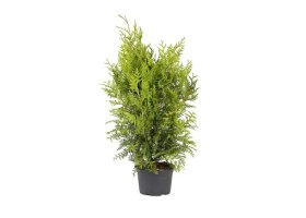 Lauko augalas, Vakarinė Tuja BRABANT, 60-80cm.