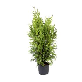 Lauko augalas, vakarinė tuja Brabant, aukštis 60-80cm., d-19cm.