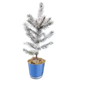Kalėdų eglutė dekoruota dirbtiniu sniegu, aukštis 35-45 cm.