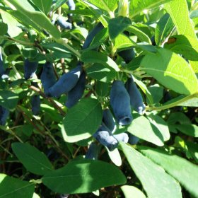 Vaiskrūmis, sausmedis valgomasis (įvairios veislės), vazonas 2 l.