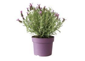 Lauko augalas, Italinė levanda Anouk, d-12cm.
