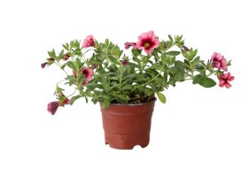 Lauko gėlė, svyranti stambiažiedė Surfinija, vazonėlio skersmuo 21 cm.
