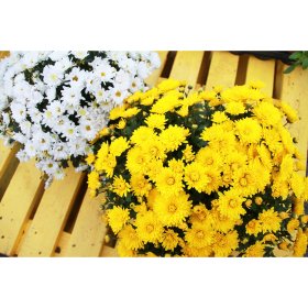 Vienmetė gėlė, rudeninė chrizantema, vazonėlio skersmuo 19 cm.