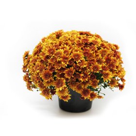 Vienmetė gėlė, rudeninė chrizantema, smulkiažiedė, vazonėlio skersmuo 19 cm.