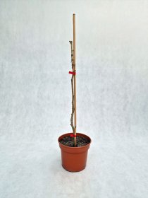 Dekoratyvinis medis, dviskiautis ginkmedis "Kasan", vazonas 3 l.