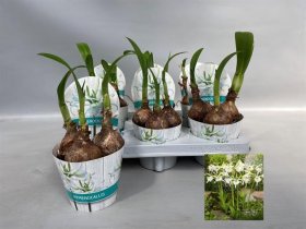 Kambarinis augalas, ismenė, vazonėlio skersmuo 12 cm.