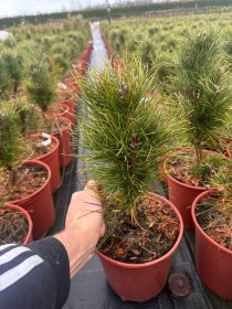 Spygliuotis, pušis juodoji "Summer Breeze", vazonėlio skersmuo 23 cm.