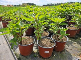 Daugiametė gėlė, kemeras, vazonėlio skersmuo 19 cm.