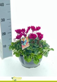 Kambarinis augalas, ciklamenas "Purple", vazonėlio skersmuo 21 cm.